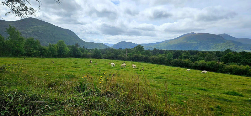 Vegan Ireland